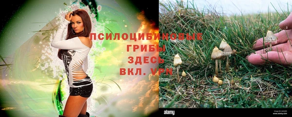прущие грибы Куйбышев
